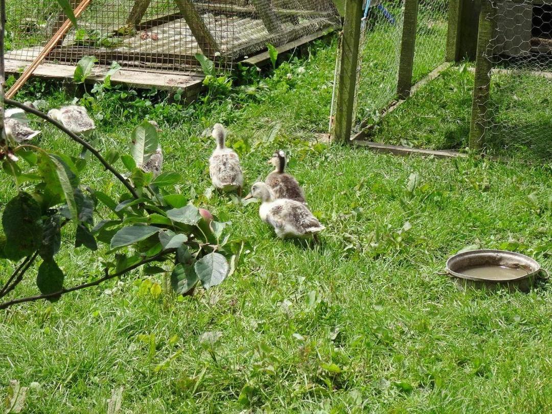 Badger Cottage Mawgan 外观 照片